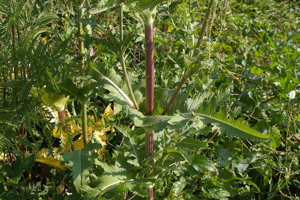 Dipsacus laciniatus / Scardaccione sfrangiato